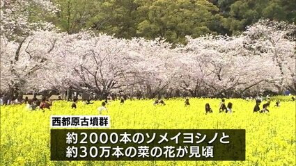 桜と菜の花のコントラストで知られる西都原古墳群 多くの花見客で