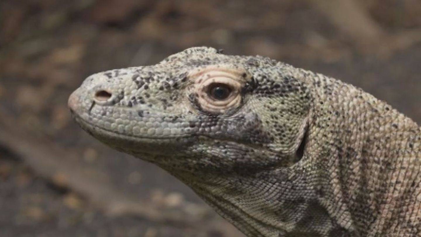 コモドドラゴン「タロウ」一般公開日決まる　8月23日（金）午前9時から　名古屋・東山動植物園　国内唯一の展示