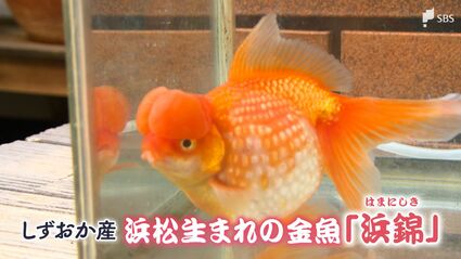 地元の魚として誇らしく継承できれば」知ってますか?浜松生まれの金魚