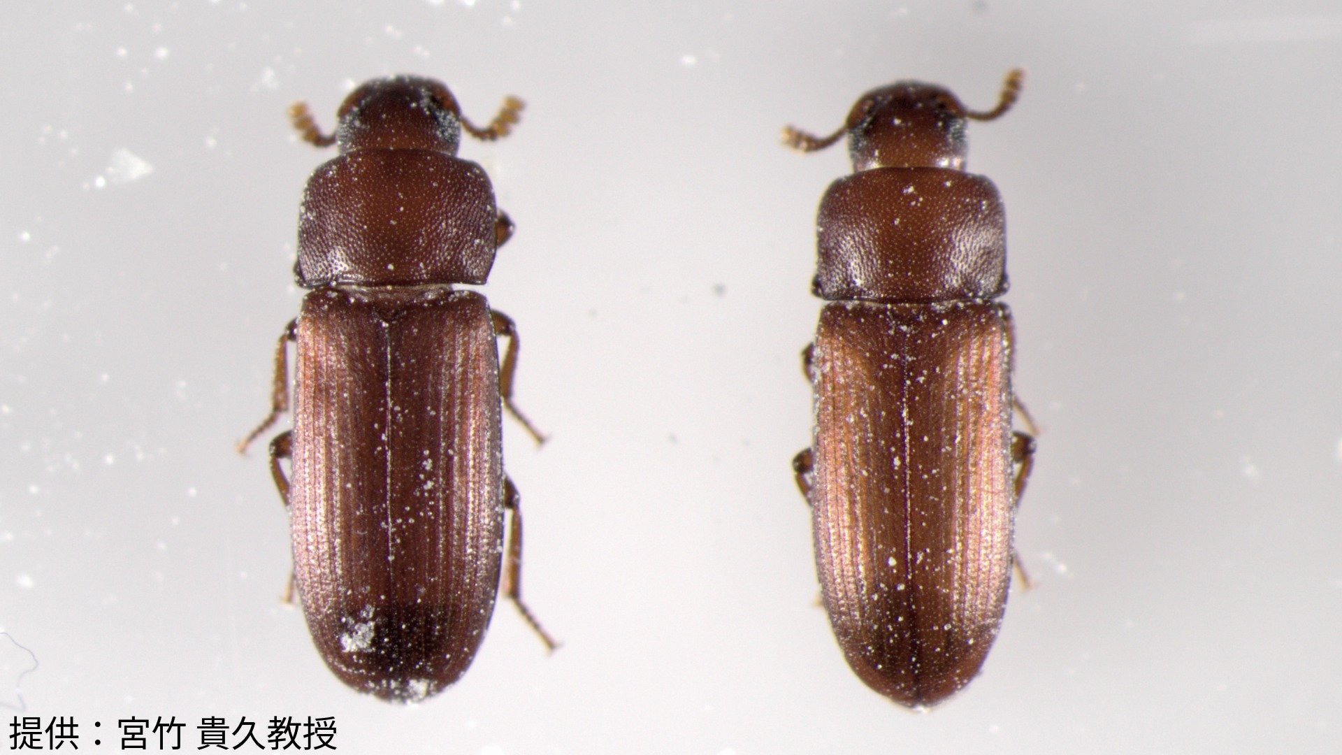 害虫は「カフェインを飲むと死ぬ」穀物を狙う「コクヌストモドキ」対策