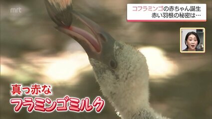 11年ぶりにフラミンゴの一種「コフラミンゴ」の赤ちゃんが誕生 宮崎市
