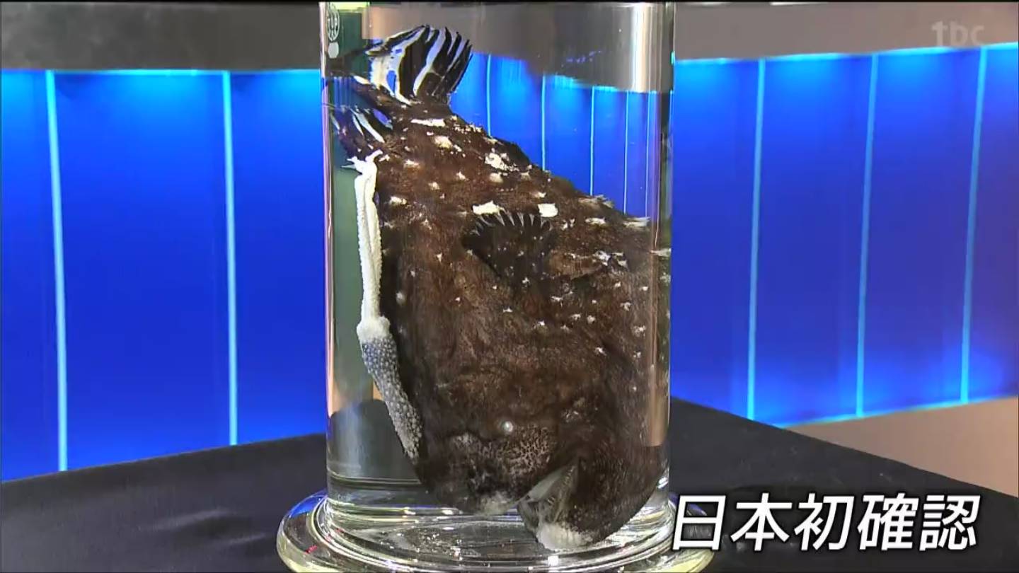 グランマンマーレ チョウチンアンコウ | グランマンマーレ あらすじ – NIIKZM