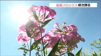 小さなピンクの花”がまとまって咲く「宿根フロックス」見ごろ 夏の猛暑