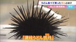うどんを食べて育った「讃岐うどん雲丹」?!不思議な “食事シーン”をご覧あれ 水産科の高校生が飲食チェーンと共同研究し商品化【香川】|TBS NEWS DIG
