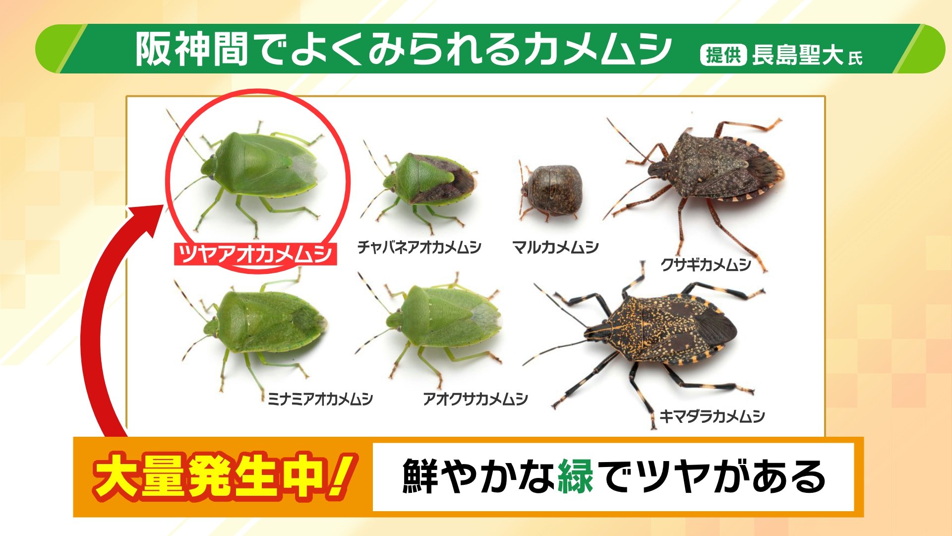 春なのに大量発生の「カメムシ」近寄らせぬためには『照明を蛍光灯