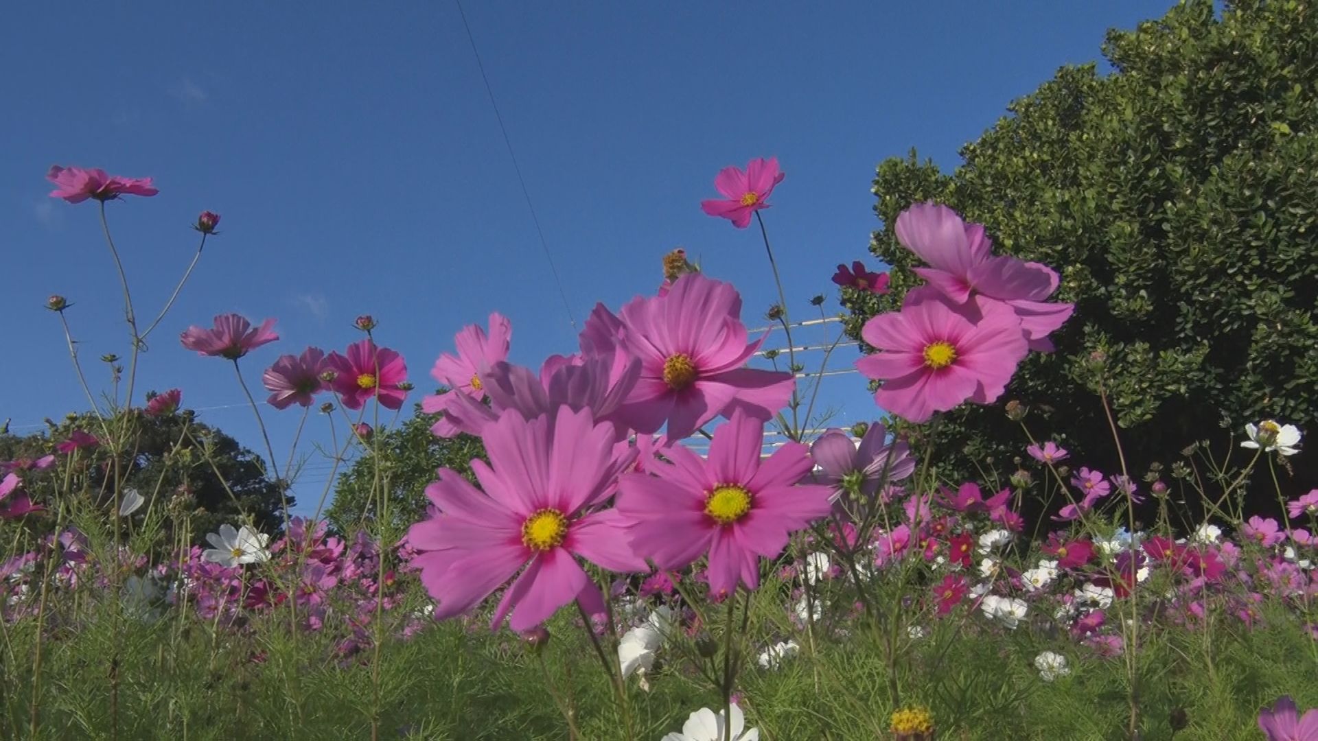 西原町で「コスモス」が満開 地域を色鮮やかに彩る | TBS NEWS DIG