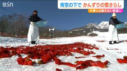 大寒の風物詩「真っ白」な雪原に「真っ赤」な唐辛子が映える 伝統の