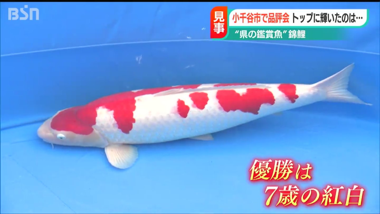 錦鯉 紅白 小千谷産 4歳 雄 体長64cm バランスの良い迫力◎ボディ 