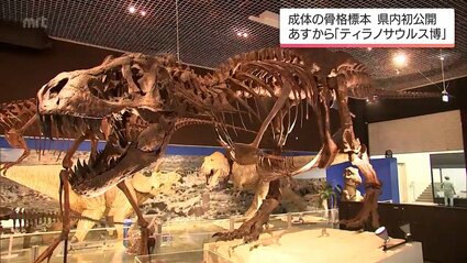 全長12mの骨格標本も 特別展「ティラノサウルス博」 宮崎県総合博物館