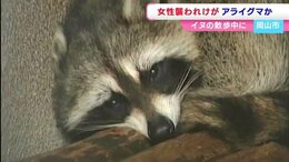 アライグマとみられる動物に住宅街で女性が噛まれる 足が腫れスニーカーにも大きな穴 対処は?【岡山】 |TBS NEWS DIG