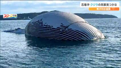 3 3 3 くじらです。 死んだ状態が長くそのまま流されてきたか」沖合に浮かぶクジラ水族館が