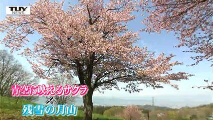 ななしさん 山桜 切り株 高さ約20㎝ 9000円 山形市で最も開花が遅いといわれる桜が見ごろ！ 西蔵王放牧場のオオ