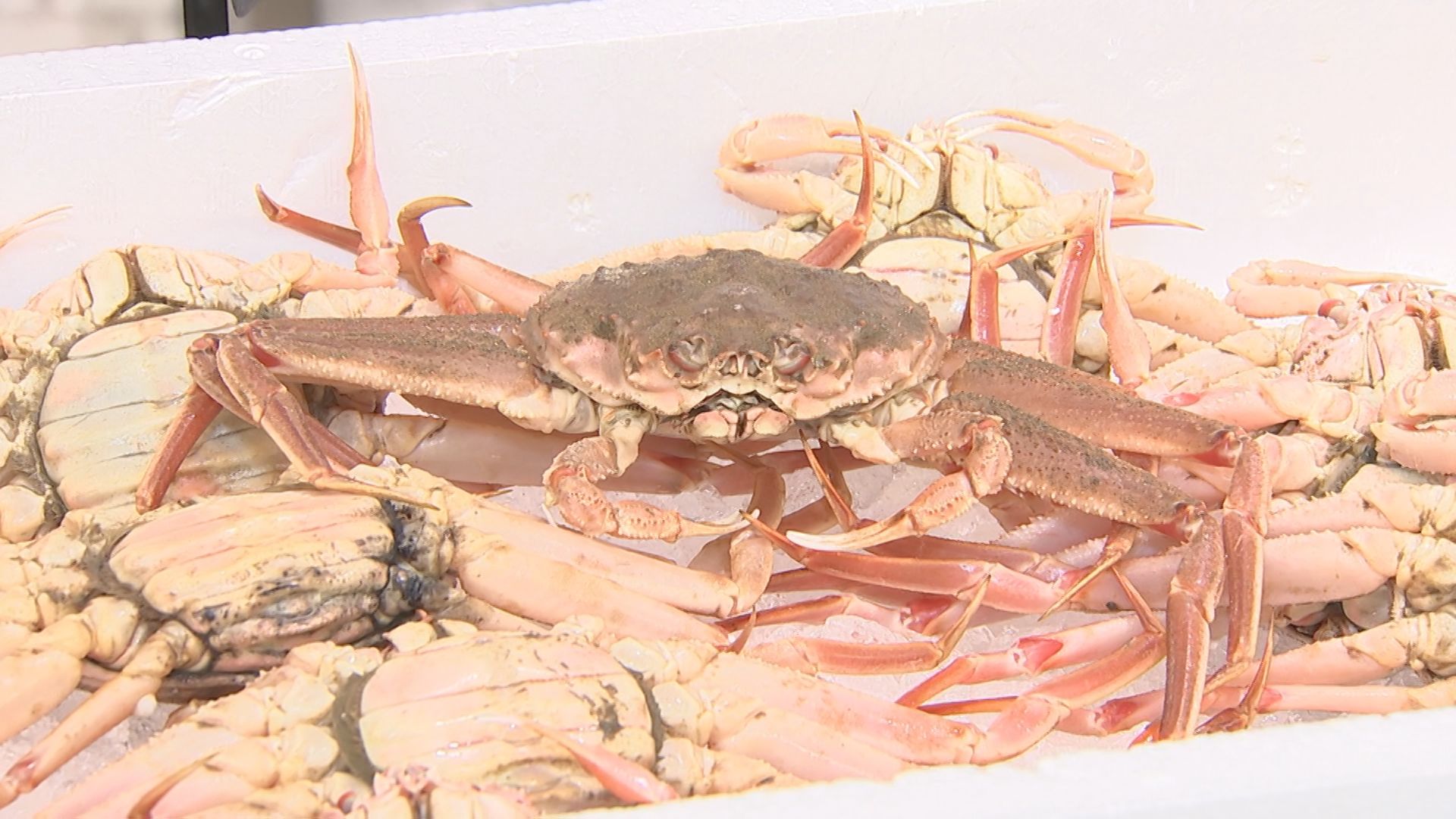北海道で大量発生「オオズワイガニ 」めぐり、国・鳥取県が異例の要請