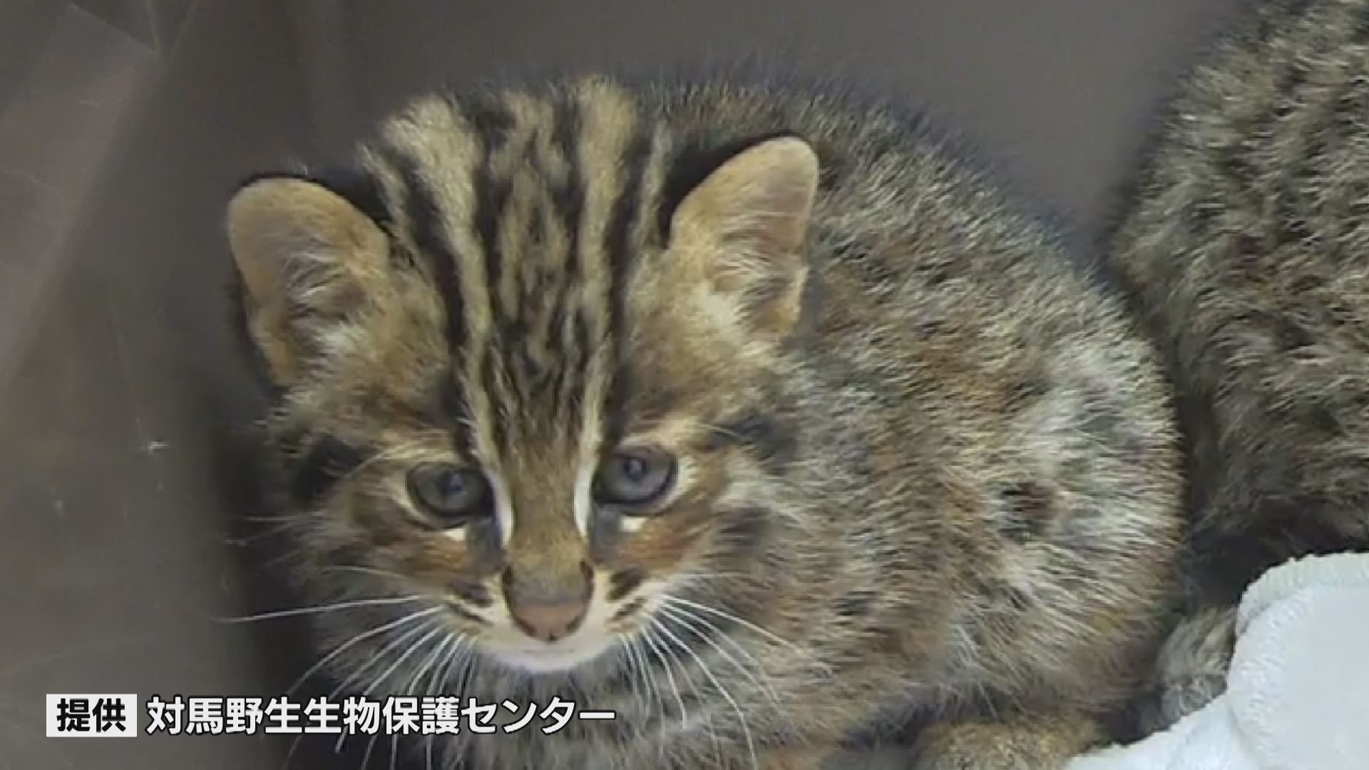 親猫が交通事故死…絶滅危惧種「ツシマヤマネコ」の仔猫2匹 野生に