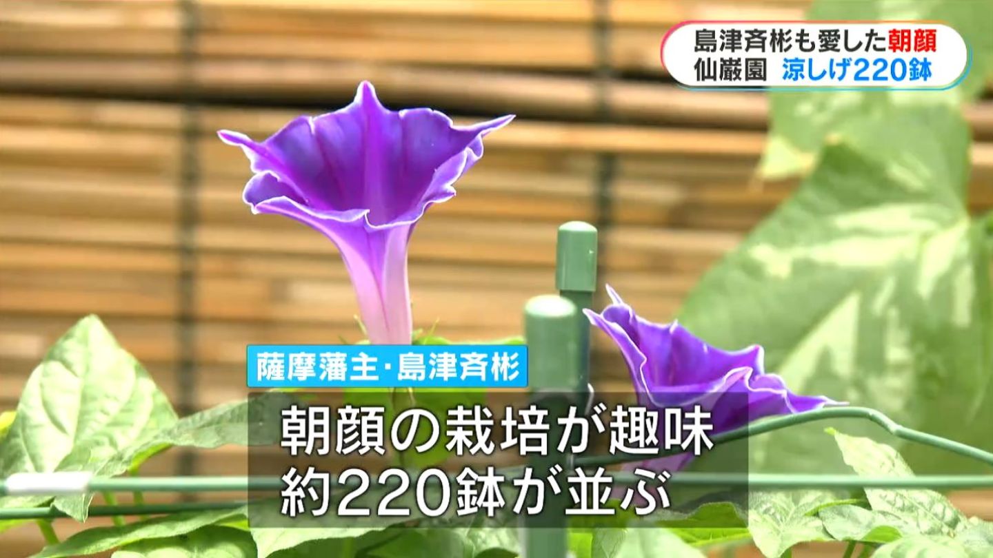 朝顔 薩摩藩主・島津斉彬も愛した「朝顔」仙巌園で約220鉢の朝顔展示始まる