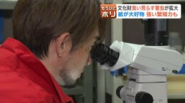 大好物は「紙」4年前に国内初確認の害虫「ニュウハクシミ」急拡大で博物館が大ピンチ、1点モノの文化財を守れ！学芸員が突き止めた弱点で撲滅へ|TBS NEWS DIG