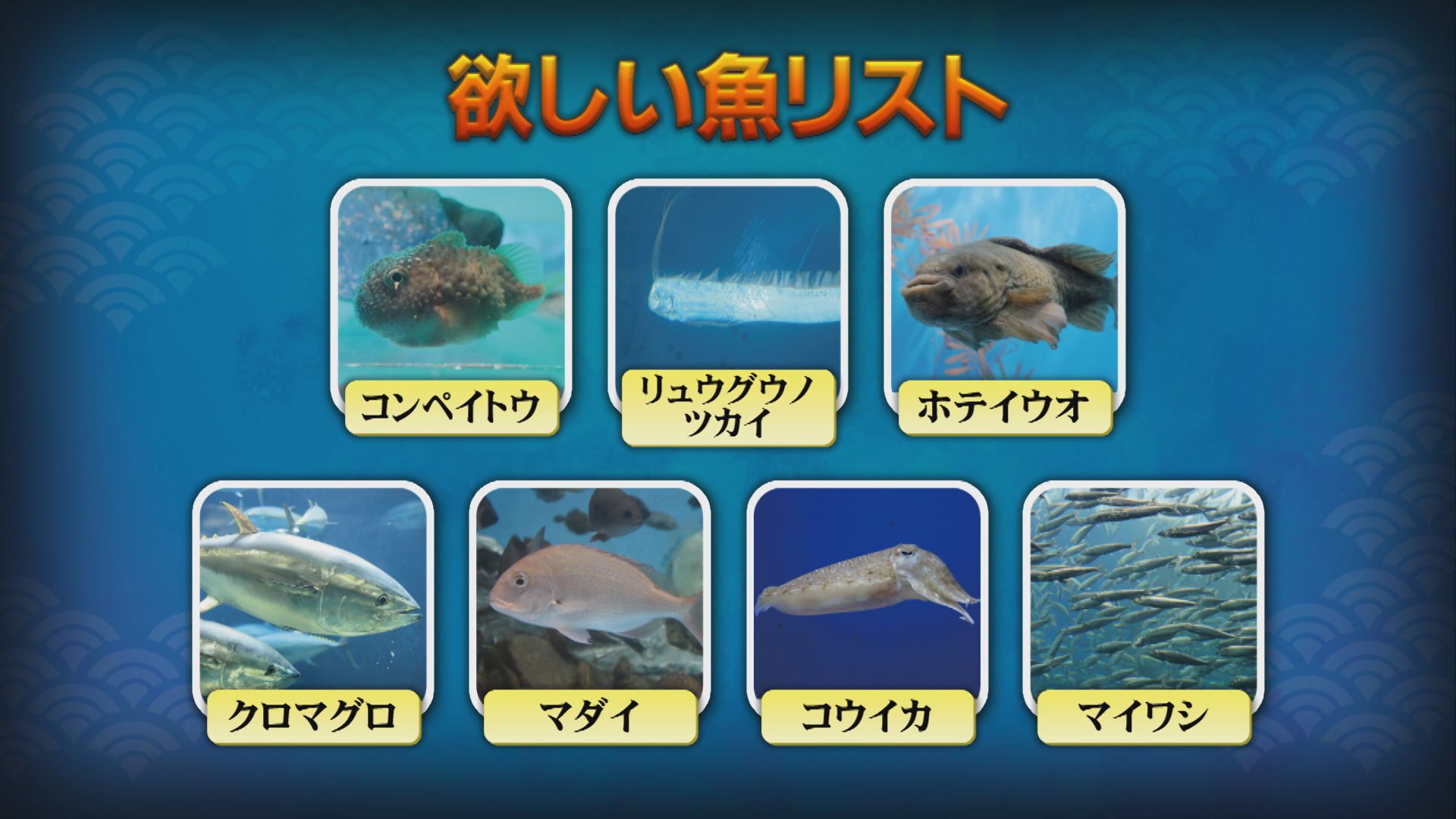 【激レア深海魚】リュウグウノヒメ （液浸標本） 定置網漁で獲れた魚はゴールデンウィークの水族館に展示 幻の深海魚