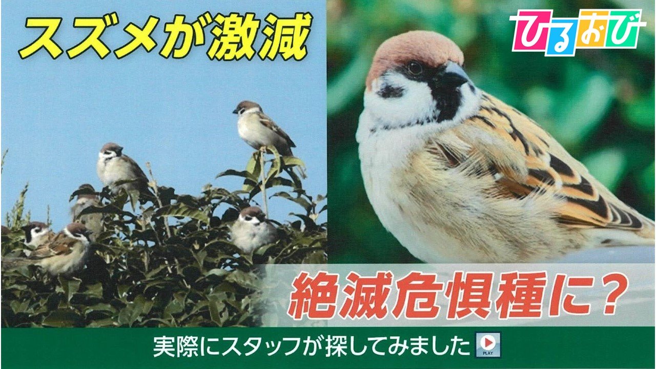雀 絶滅 危惧 種
