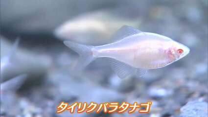ウサギのような「赤い目に白いからだ」の魚? ピョンピョン跳ねる