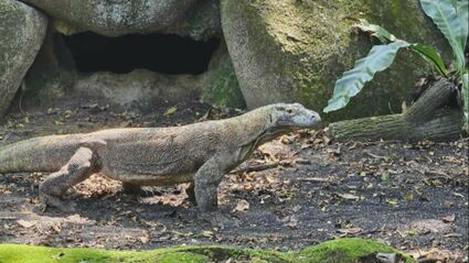 名前は「タロウ」…コモドドラゴンがやってくる！ 名古屋・河村たかし