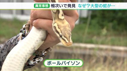 同時に3匹はありえない」“爬虫類ハンター”も首ひねる 体長1mヘビ