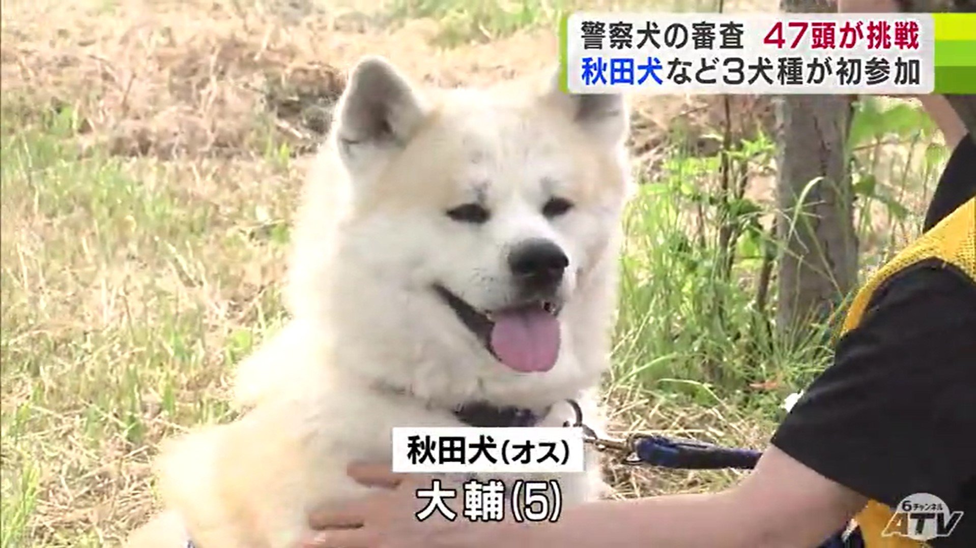 嘱託警察犬の審査会に47頭が参加 60年超の歴史で初の「ウェルシュ