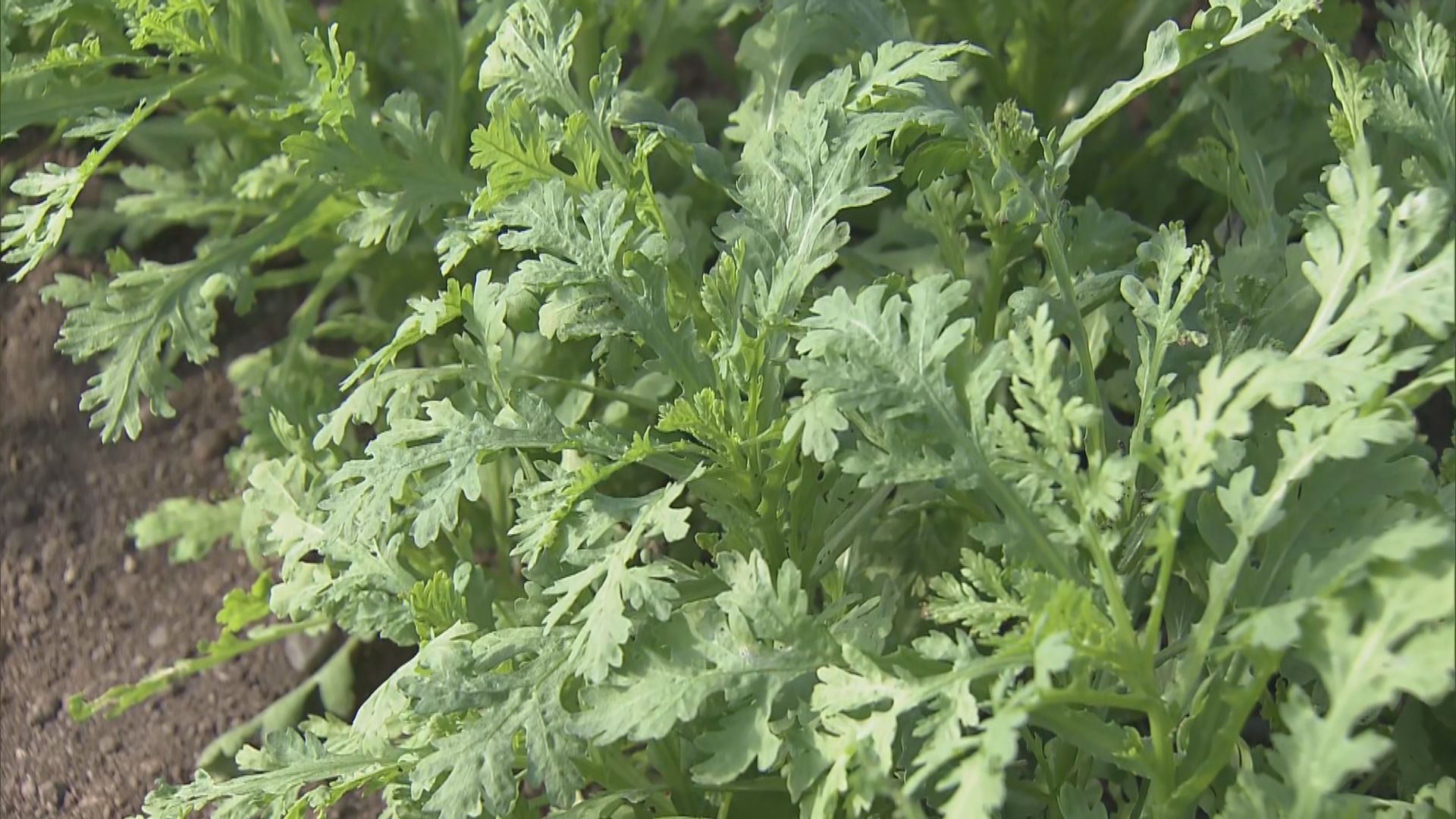 “生でもおいしい”春菊の収穫始まる 「サラダで食べる食感や香りがダイレクトに」愛知・田原市