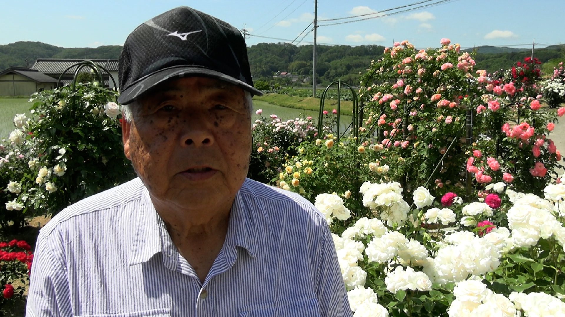 約360品種のバラが咲き誇るのは“個人の庭” 無料で開放【岡山・津山市