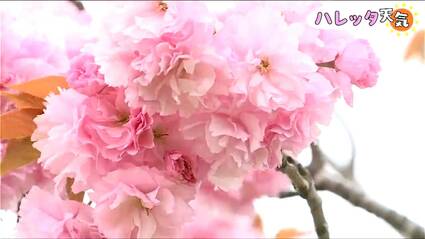 img_418f3bb31eca4cde11c99a2528