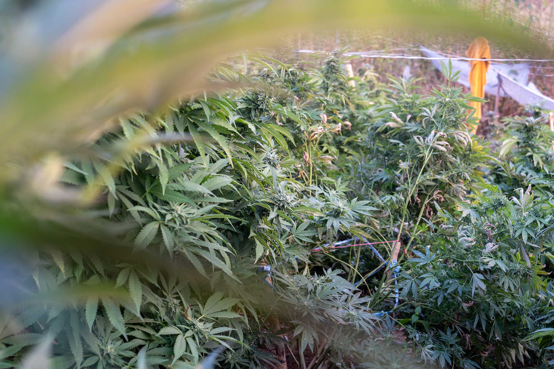 大麻合法化から一転、10億ドル産業にタイ政府が急ブレーキ－農村打撃