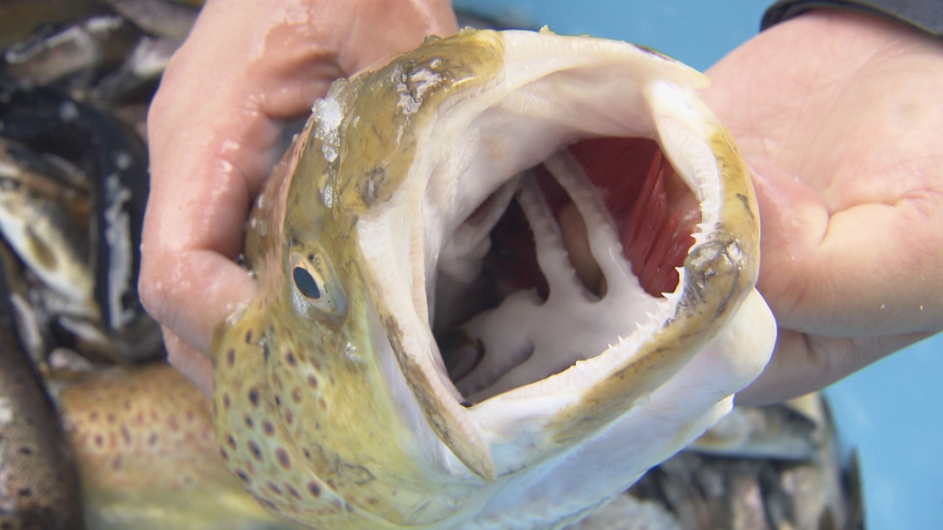 繁殖力が極めて強い “肉食外来魚”ブラウントラウト　すでに川魚の７～８割を占める　根絶目指し駆除作業つづく　岐阜・飛騨市