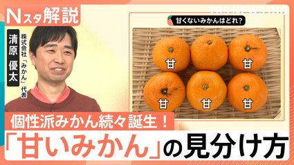 簡単「甘いみかん」の見分け方！人気上昇「紅まどんな」の魅力＆“200種