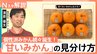 簡単「甘いみかん」の見分け方！人気上昇「紅まどんな」の魅力＆“200種超え”最新みかん事情【Nスタ解説】|TBS NEWS DIG