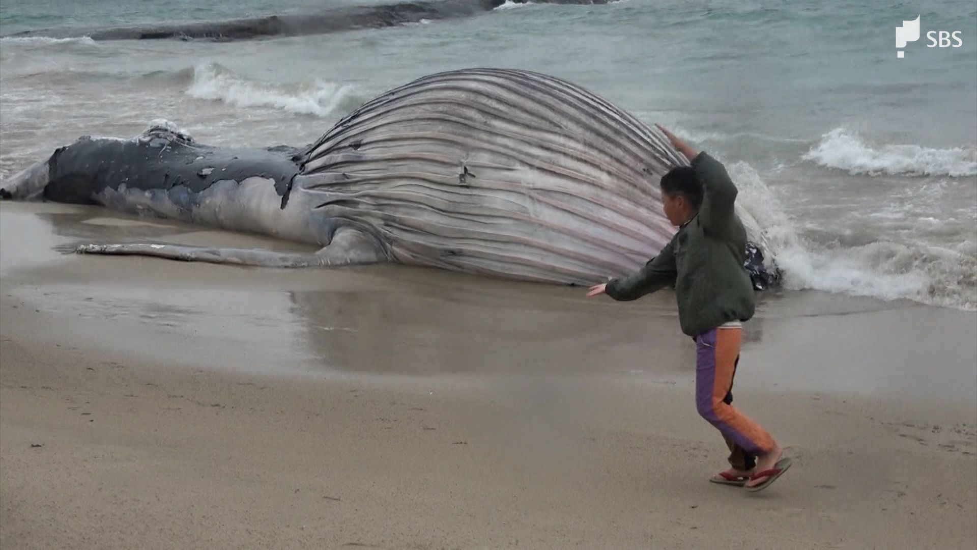 海岸にクジラ打ち上げられる 体長約9.4m ザトウクジラのメスの子どもか