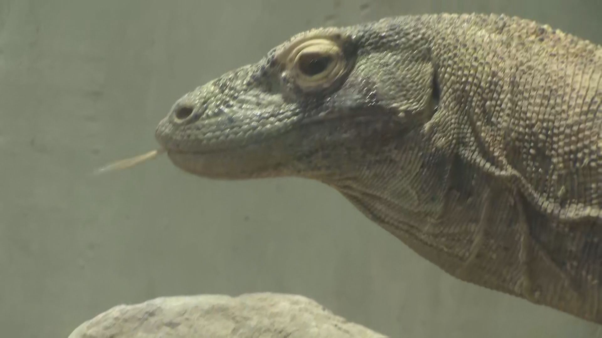 これが”現代の恐竜”　世界最大のトカゲ｢コモドドラゴン｣報道陣にお披露目　あす一般公開へ　名古屋・東山動植物園