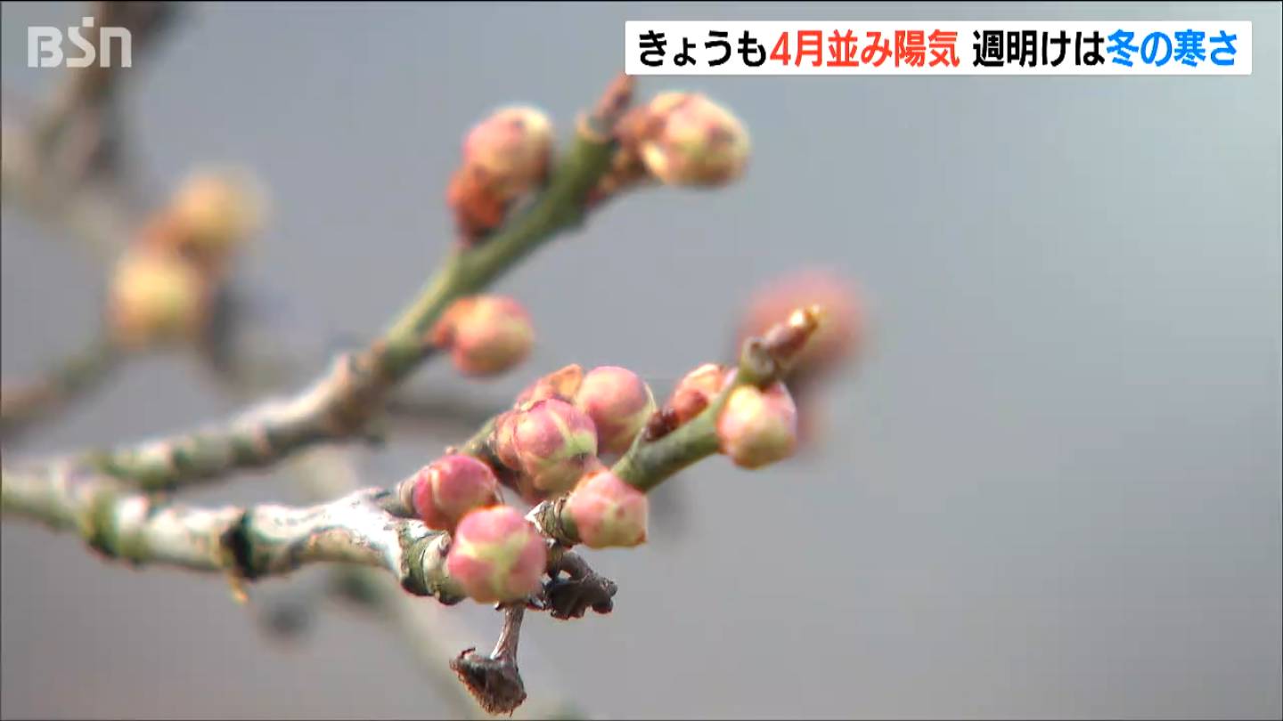 4月中旬の暖かさに「梅のつぼみもようやく膨らみ」週明けからは冬の