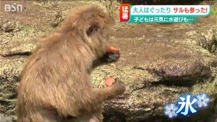 サルに野菜入り氷のプレゼント」最高気温36.0℃ 猛暑日の長岡市 | 新潟