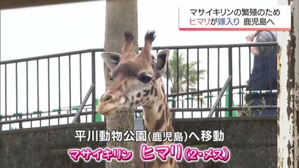 宮崎市フェニックス自然動物園のマサイキリン「ヒマリ」 鹿児島への