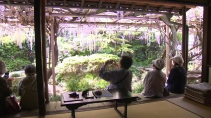 街中のオアシス「庚申庵」のフジの花が見頃 俳人・栗田樗堂が作った庵