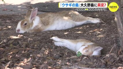 900匹→400匹のワケは 「ウサギの島」大久野島に異変？ 広島 | RCC