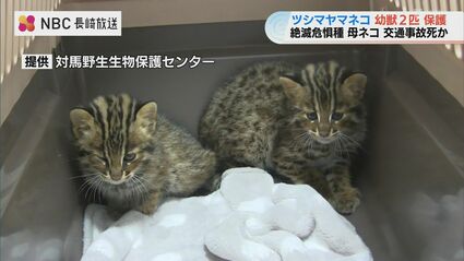 【値引き相談OK】2014ザンビア共和国　絶滅危惧種保護シリーズ　10点 絶滅危惧種“ツシマヤマネコ”の仔猫2匹を保護 交通事故で母を失ったか