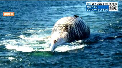 海にクジラが浮いています」定置網に引っかかったクジラはその後どう