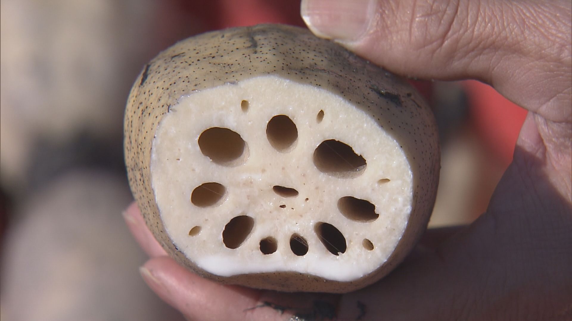 「伊勢っ子れんこん」最盛期 シャキシャキと食感良く 夏の高温でサイズは小ぶり