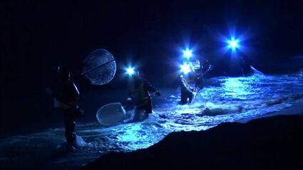 ウナギの稚魚 シラスウナギ漁始まる | 鹿児島のニュース｜MBC NEWS｜南
