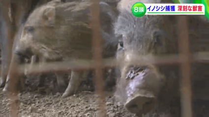 イノシシが一度に8頭も… ブランド柿の産地で深刻な獣害 【岡山・岡山市