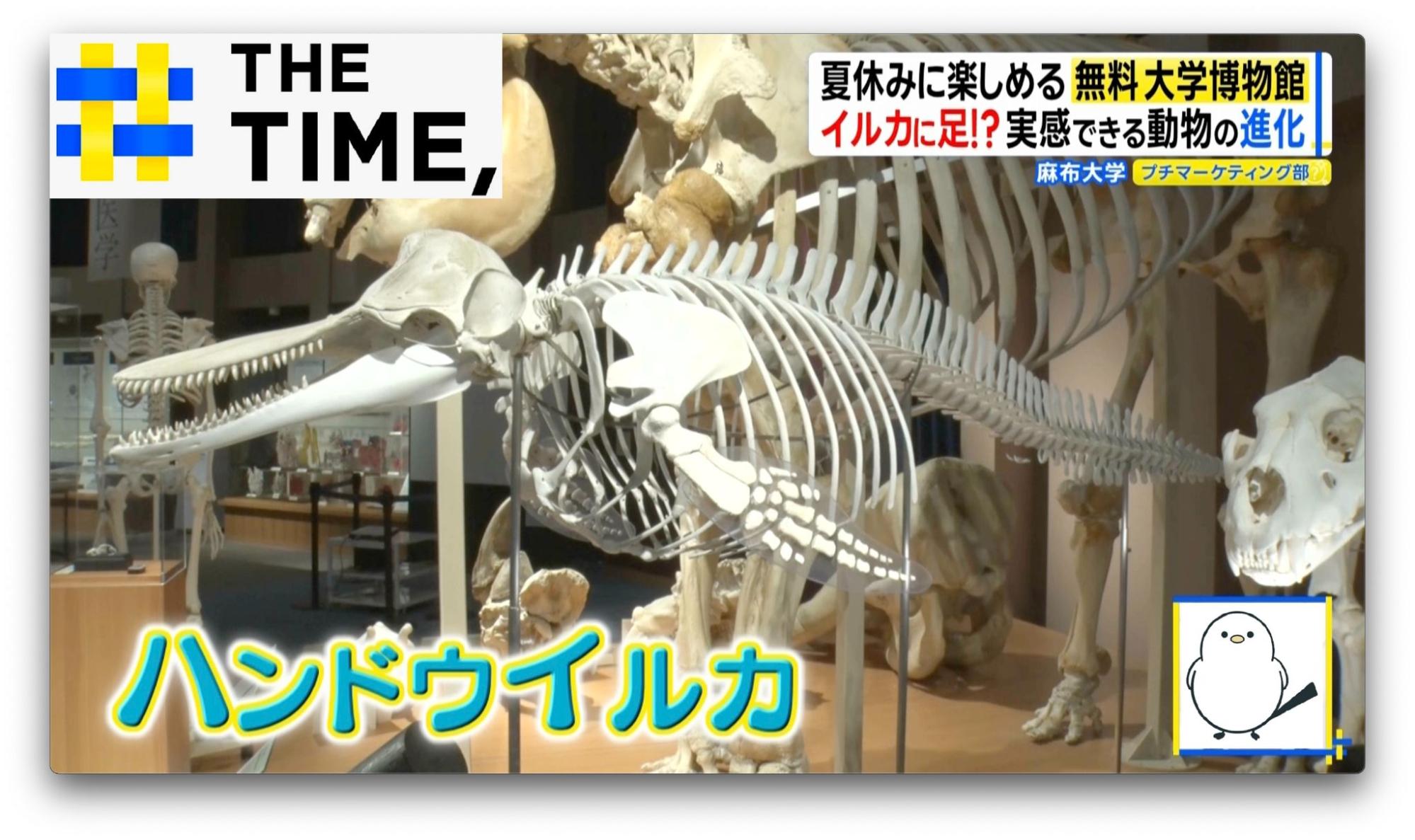 イルカに足！？“骨”で進化を実感…「骨格標本だけど動物園でもある