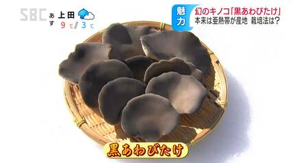 幻のキノコ…「黒あわび茸」食感はまるで「アワビ」イタリアンにも