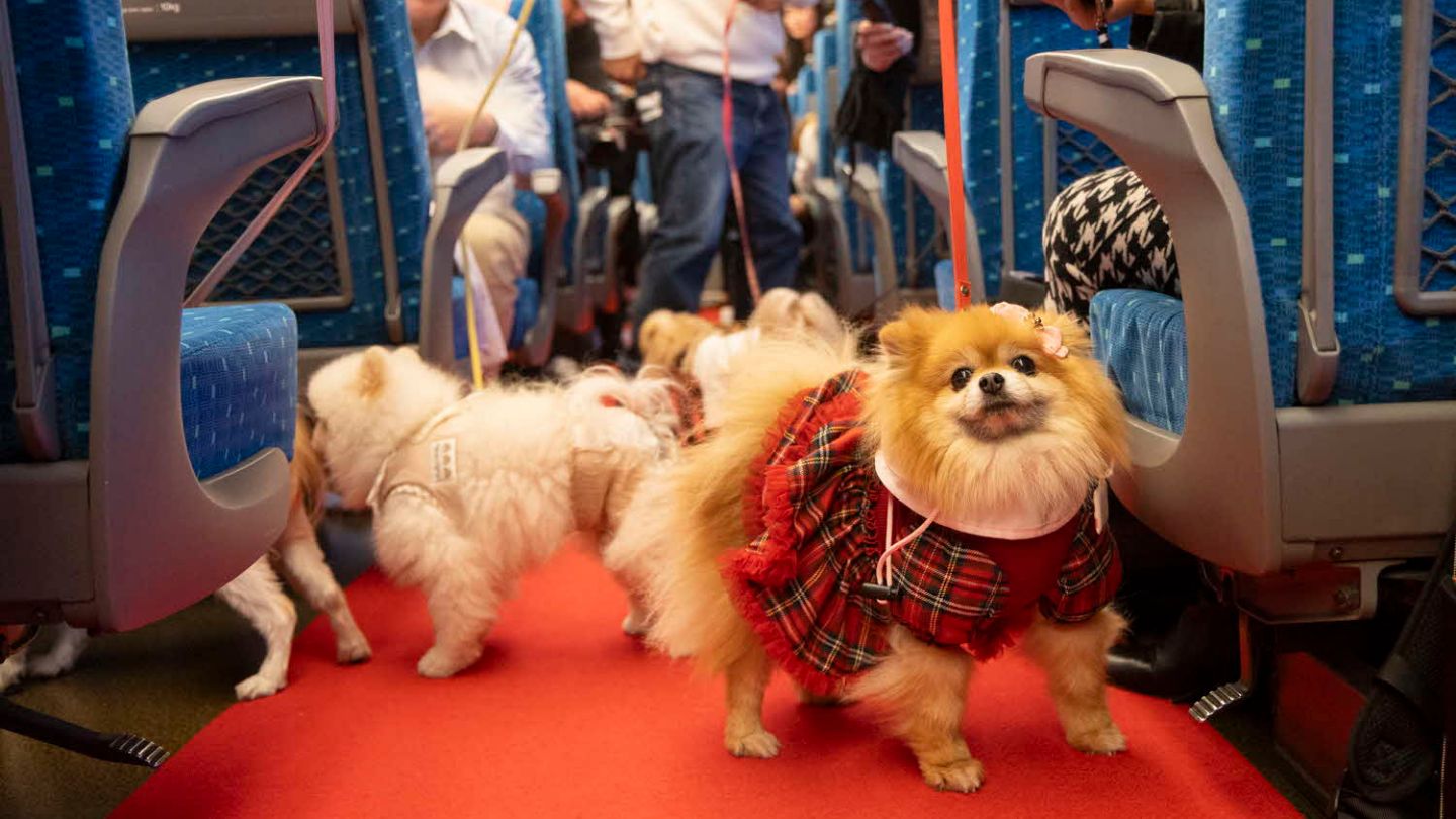 高級三味線　紅木　犬皮張り替え済　すぐ弾ける　舞台でも使用可　ハードケース付 三味線 紅木 正寸 中棹 鍵付きハードケース - メルカリ