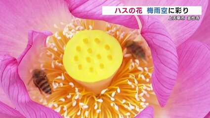 ハスの花咲く寺の池 夜明けとともに梅雨空彩る 熊本・上天草市 | 熊本