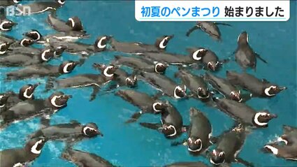 マゼランペンギンの飼育数は120羽以上で“日本一” 水族館 うみがたりで